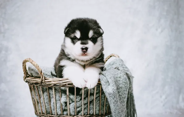Picture look, background, basket, portrait, dog, puppy, plaid, photoshoot