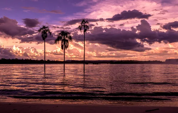 Beach, sunset, palm trees, Bay