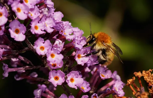 Picture flower, macro, flowers, nature, nectar, insect, bumblebee