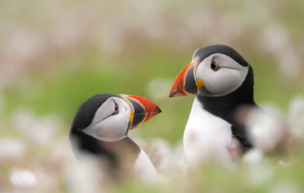 Picture beak, stalled, bird