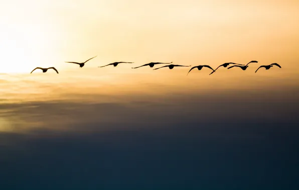 Picture the sky, flight, bird