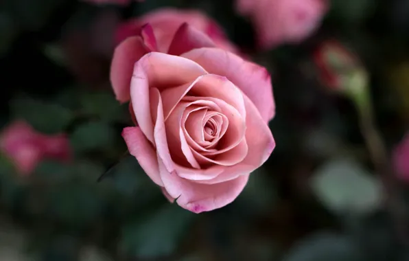 Picture flowers, background, roses, petals, pink, the bushes