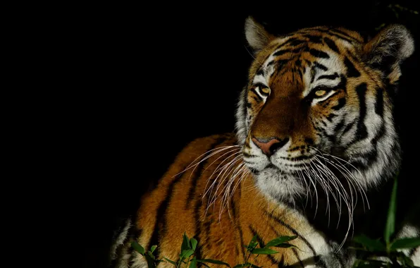 Picture grass, look, face, leaves, light, night, tiger, portrait