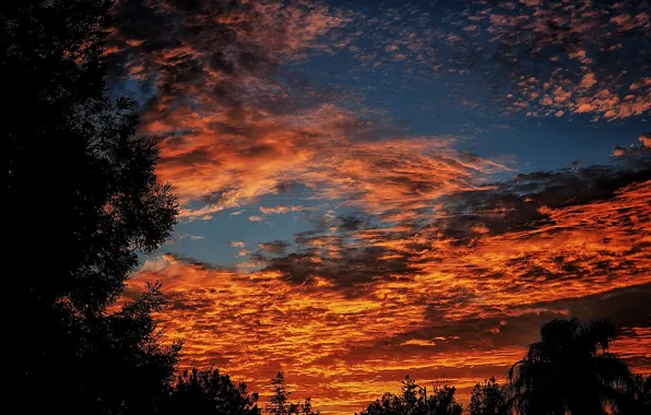 The sky, clouds, the evening, silhouettes