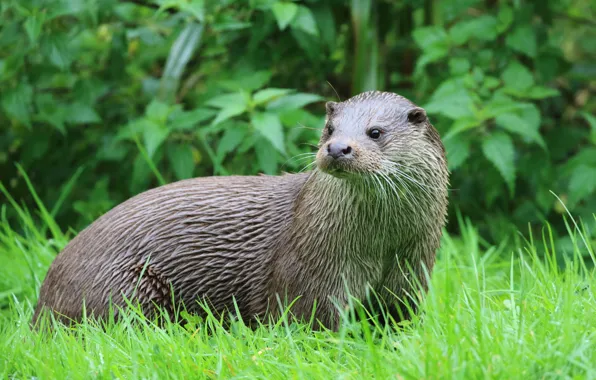 Picture greens, summer, grass, look, walk, otter, river