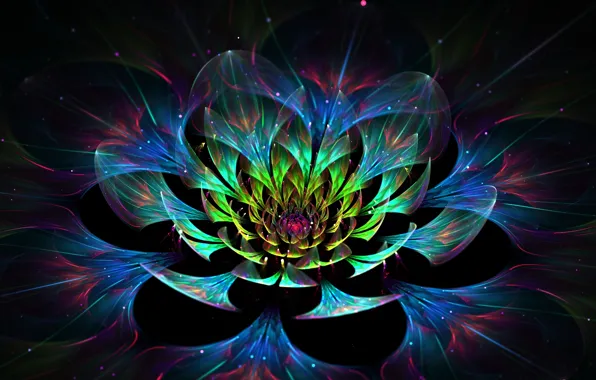 Flower, abstraction, graphics, petals, Lotus