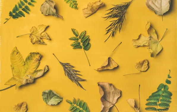 Leaves, background, Autumn