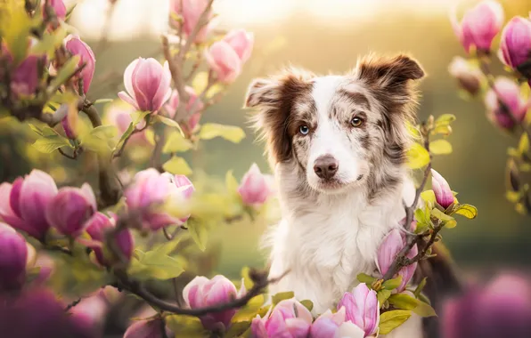 Look, face, branches, dog, flowering, flowers, Magnolia, Australian shepherd