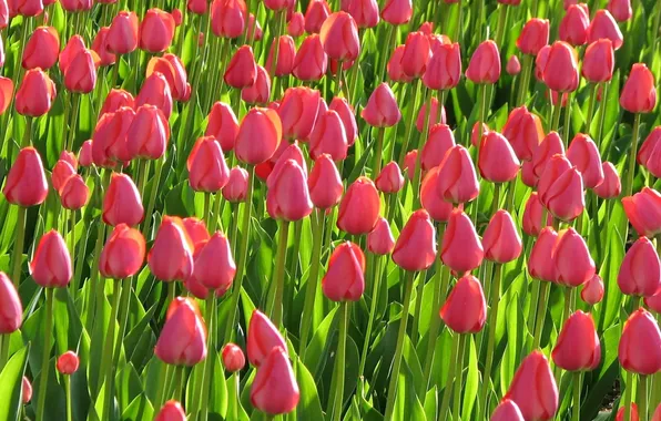 Picture field, flower, beauty, tulips
