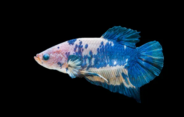 Blue, body, fish, betta