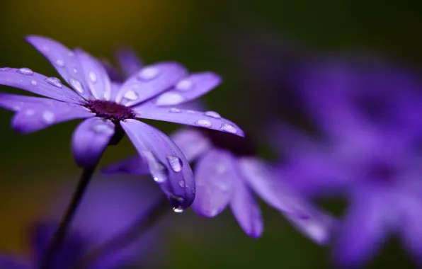 Picture macro, flowers, droplets, petals, blur, lilac, Cineraria