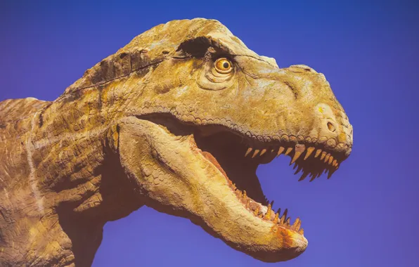 Dinosaur, mouth, fangs