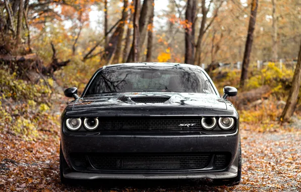 Wallpaper Dodge, Challenger, SRT, Face, Forest, Sight for mobile and ...