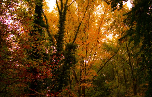 Nature, Autumn, Colours, Forest, Trees, Leaves, Lush