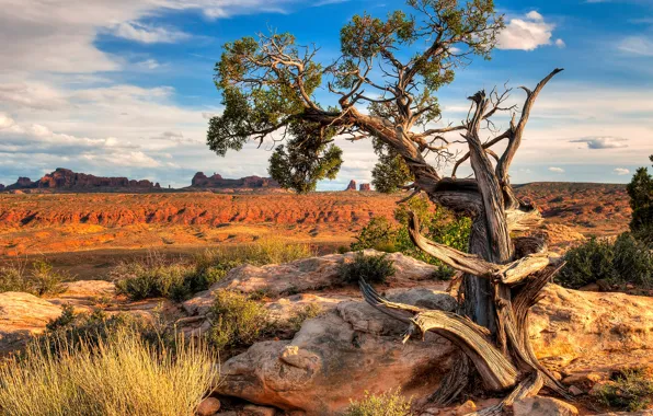 Mountains, stones, tree, rocks, desert, USA, shrubs, canyons