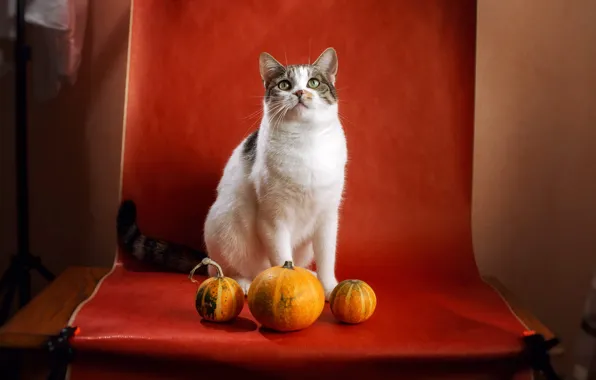 Cat, cat, look, pose, face