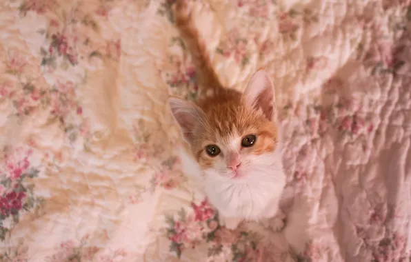 Cat, look, pose, kitty, blanket, red, bed, face