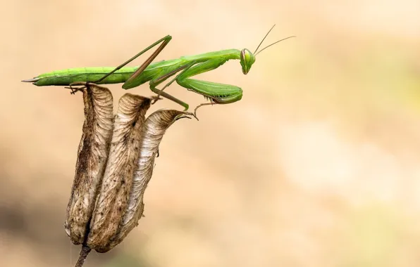 Picture green, flower, wings, details, insect, head, paws, vegetation