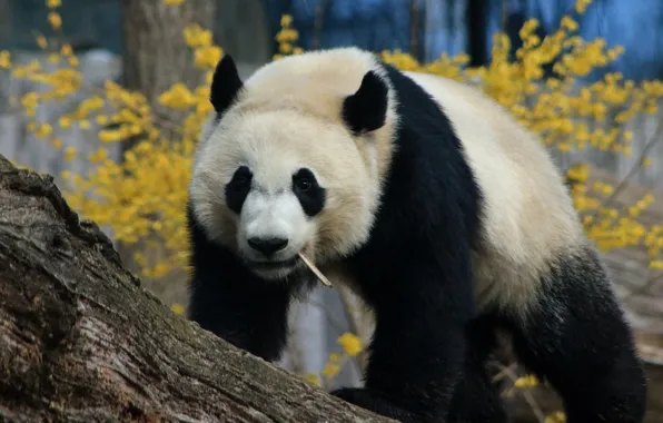 Animal, Panda, bear