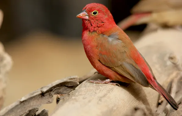 Picture bird, color, feathers, beak