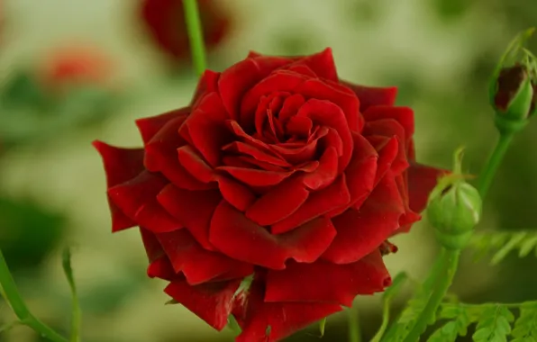 Picture rose, red, red, Rose, bokeh, bokeh