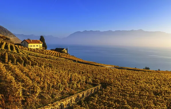 Field, autumn, the sun, mountains, fog, lake, dawn, morning