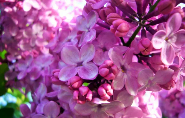 Lilac, flowering, April