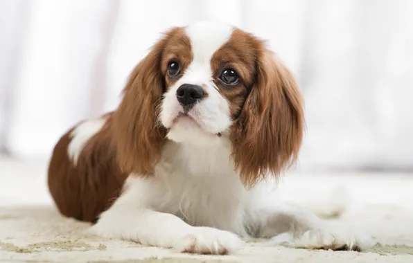Picture look, portrait, dog, Spaniel, The cavalier king Charles Spaniel