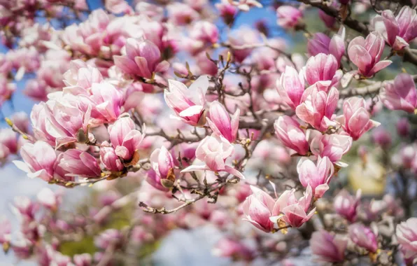 Flowers, branches, spring, flowering, Magnolia