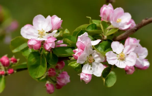 Branches, spring, Apple