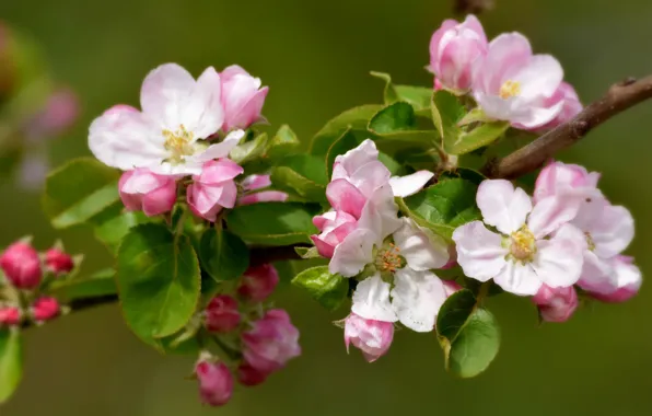 Picture branch, spring, Apple