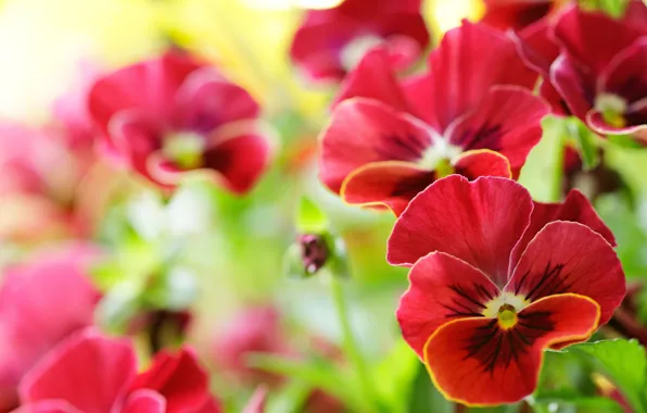 Macro, flowers, Pansy, viola