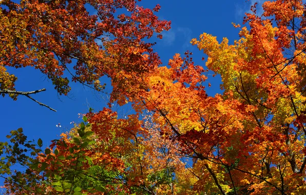 Picture autumn, the sky, leaves, trees, the crimson