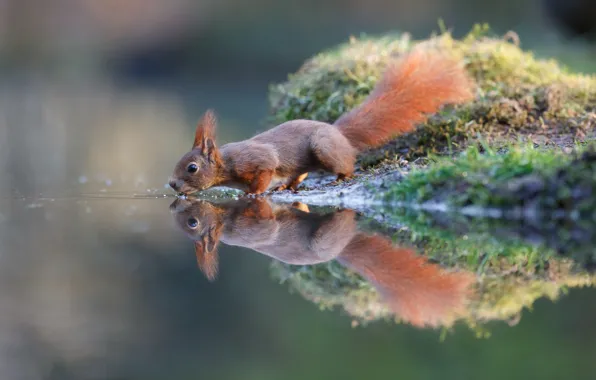 Picture water, reflection, protein, drink, pond, squirrel, Berezhok
