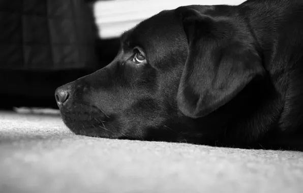 Picture Peter, black and white, Labrador, best dog