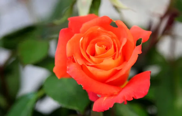 Picture leaves, flowers, roses