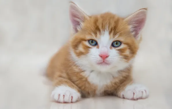 Picture cat, white, look, pose, background, portrait, light, baby