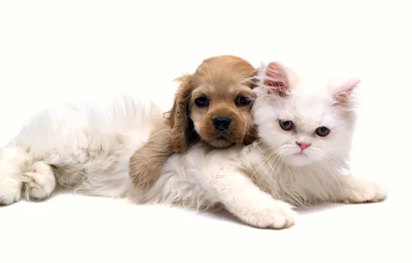 Picture cat, love, dog