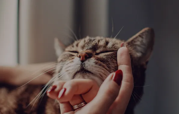 Cat, cat, girl, pose, sleep, hands, sleeping, fingers