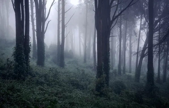 Forest, nature, fog