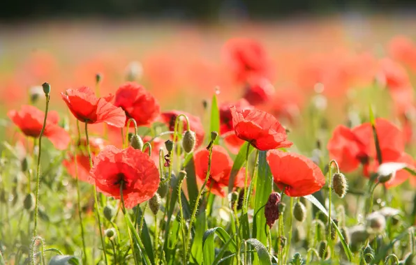 Picture summer, flowers, glade, Maki, meadow, bokeh, Krasny, poppy field