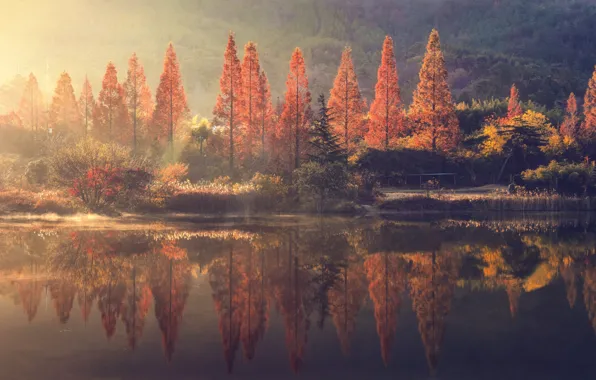 Picture forest, nature, autumn, lake