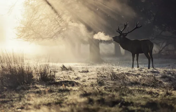 Nature, deer, morning