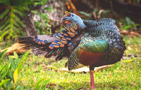 Picture grass, nature, pose, bird, bright, feathers, bright plumage, Guinea fowl