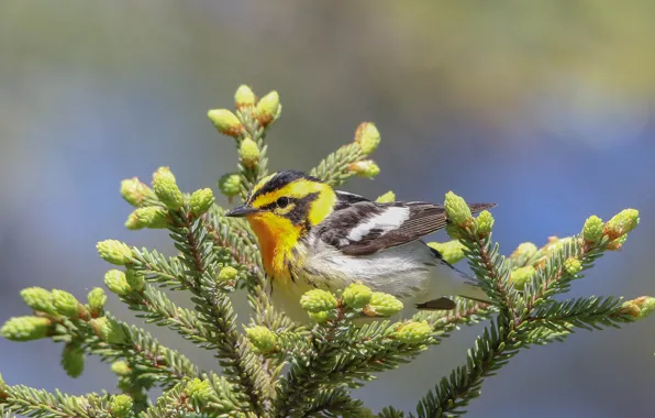 Nature, Bird, Fir-tree branches