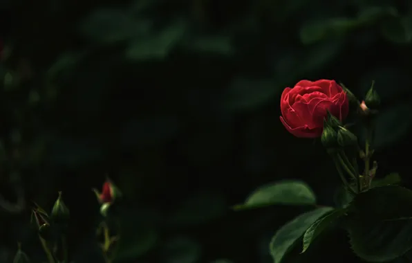 Picture rose, buds, bokeh