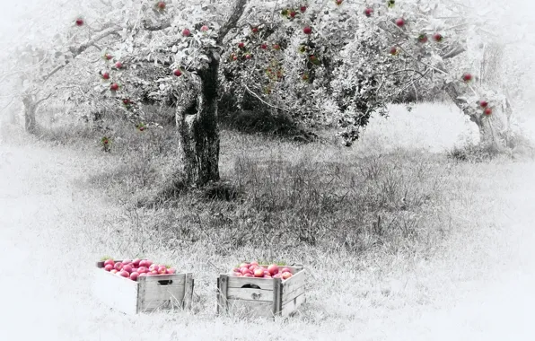 Nature, apples, garden, Apple
