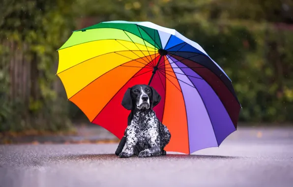 Picture each, dog, umbrella