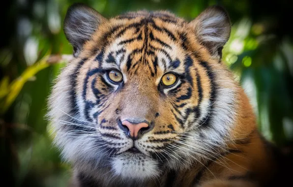 Look, face, tiger, portrait, tiger, bokeh, tiger
