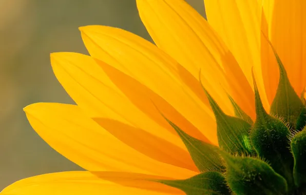 Picture flower, sunflower, petals